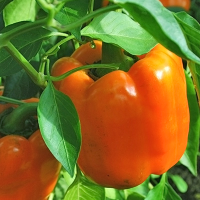 paprika-blokpaprika (Capsicum-annuum-Beluga®-Orange-F1)