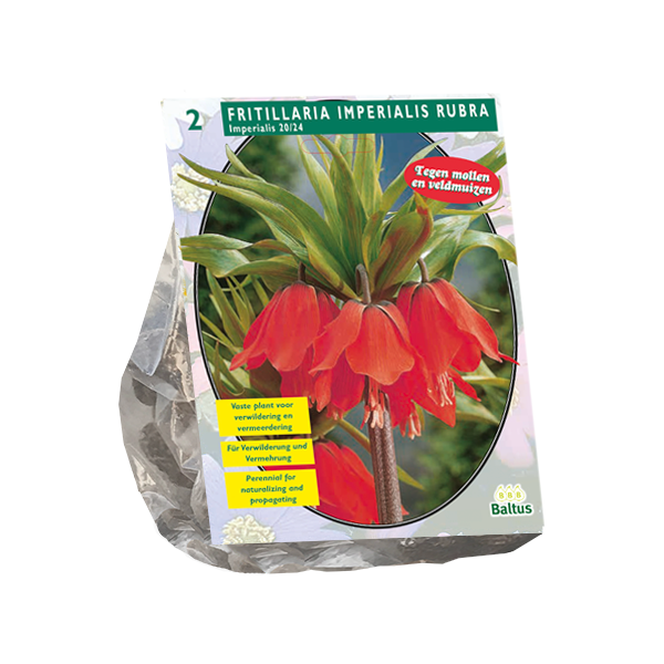 Fritillaria Imperialis Rubra per 2