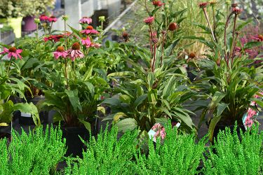 echinacea-planten