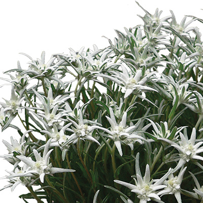 edelweiss-(Leontopodium-souliei-Alpina-White)