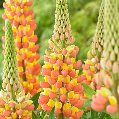lupine-(Lupinus-West-Country-Gladiator)