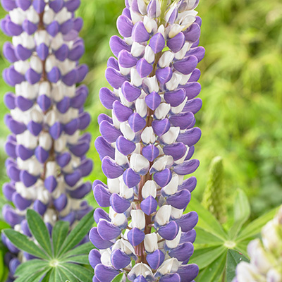 lupine-(Lupinus-West-Country-King-Canute)