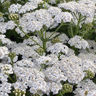 duizendblad-(Achillea-millefolium-White-Beauty)