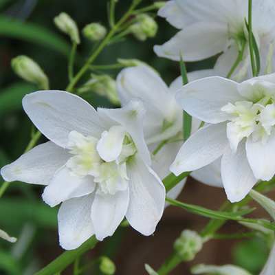 ridderspoor-(Delphinium-belladonna-Andes-White)