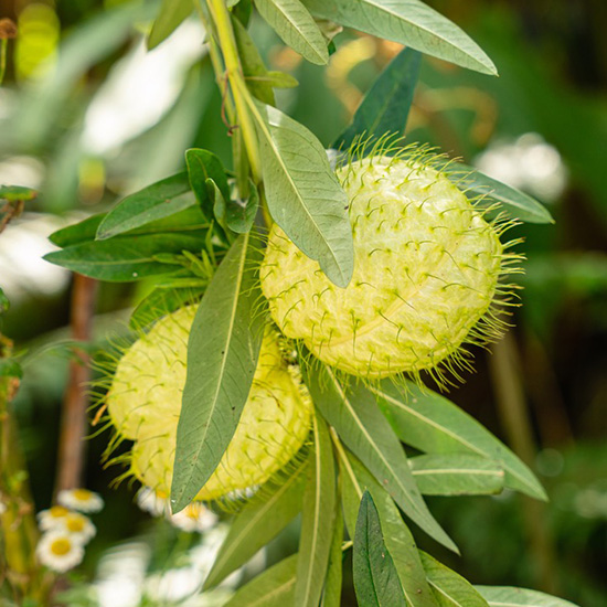 ballonplant-(Gomphocarpus-fruticosus-Cotton-Bush)