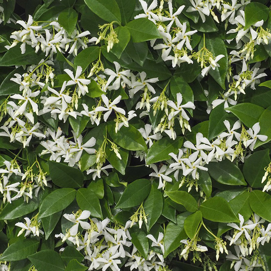 Toscaanse jasmijn wit (Trachelospermum jasminoides)