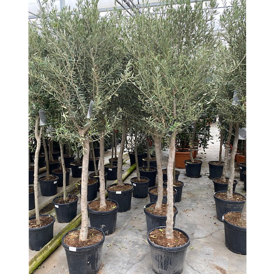 olijfboom (Olea europaea Halfstam 12/ 25-30l pot)
