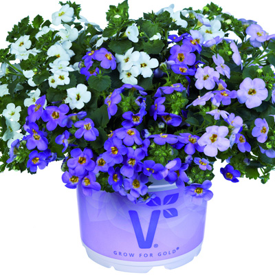 bacopa (Sutera-diffusus-Bacopa-Baristo<sup>®</sup>-Giga-Trio-White-Blue-Lavender)