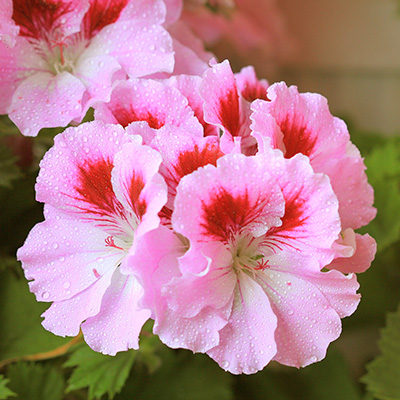 franse geranium (Pelargonium-x-grandiflorum-Aristo<sup>®</sup>-Pink)