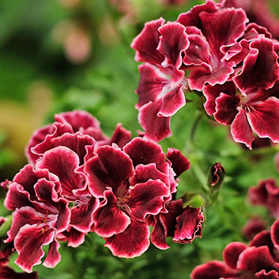 franse geranium (Pelargonium-x-grandiflorum-Aristo<sup>®</sup>-Red-Beauty)