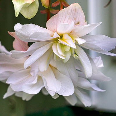 hangbegonia (Begonia-x-tuberhybrida-Illumination<sup>®</sup>-F1-White)