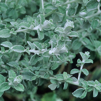 hottentotskooigoed (Helichrysum-petiolare-Moes-Silver)