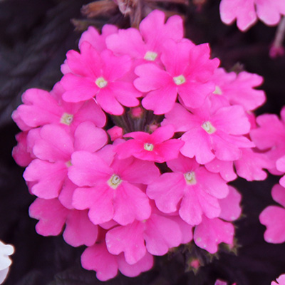 ijzerhard (Verbena-x-peruviana-Samira<sup>®</sup>-Bright-Pink)