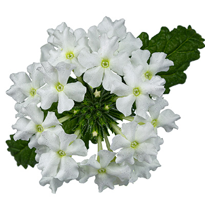 ijzerhard (Verbena-x-peruviana-Vectura<sup>®</sup>-White)