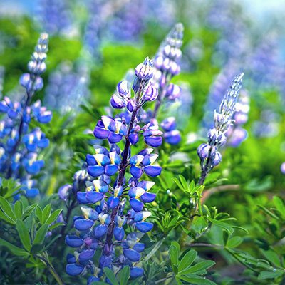 lupine-(Lupinus-polyphyllus-Gallery-Blue)