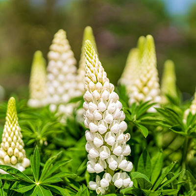 lupine-(Lupinus-polyphyllus-Gallery-White)