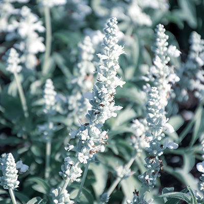 meelsalie (Salvia-farinacea-Farina<sup>®</sup>-White)