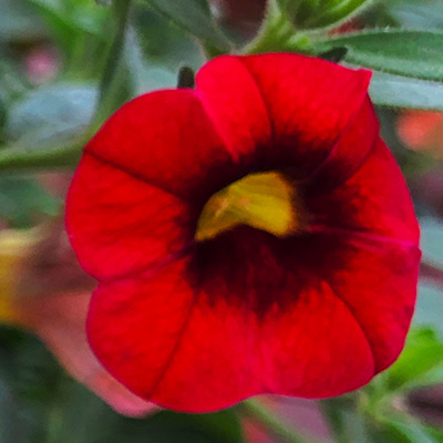 mini-petunia (Calibrachoa-cultivars-Calita<sup>®</sup>-Compact-Scarlet-Red-Eye)