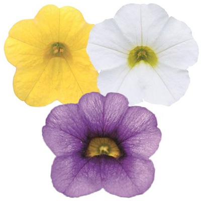 mini-petunia 3 in 1 (Calibrachoa-cultivars-Calita<sup>®</sup>-Compact-Trio-Gold-Dark-Blue-White)
