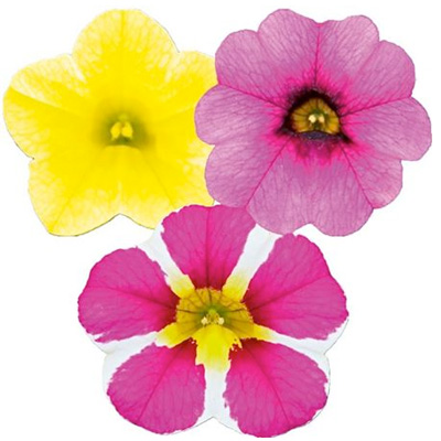 mini-petunia 3 in 1 (Calibrachoa-cultivars-Calita<sup>®</sup>-Compact-Trio-Gold-Pink-Star-Rose)