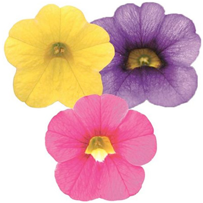 mini-petunia 3 in 1 (Calibrachoa-cultivars-Calita<sup>®</sup>-Compact-Trio-Gold-Rose-Dark-Blue)