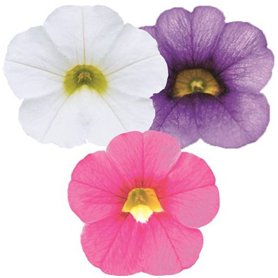 mini-petunia 3 in 1 (Calibrachoa-cultivars-Calita<sup>®</sup>-Compact-Trio-Rose-Dark-Blue-White)