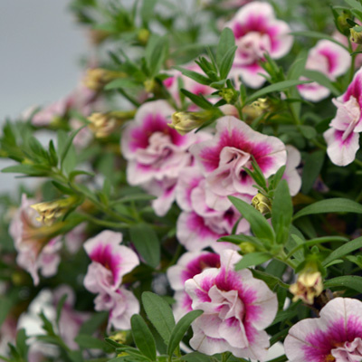 mini-petunia (Calibrachoa-cultivars-Calita<sup>®</sup>-Double-Pink-Bicolor)