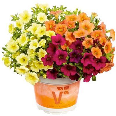 mini-petunia 3 in 1 (Calibrachoa-cultivars-Calita<sup>®</sup>-Trio-Velvet-Orange-Deep-Yellow)