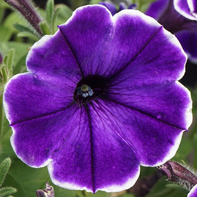 petunia (Petunia-x-atkinsiana-Pegasus-Special-Violet-Bicolor)