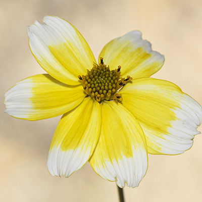 tandzaad (Bidens-ferulifolia-Taka-Tuka-S-White-&-Yellow)