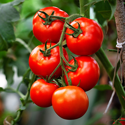 tomaat-ronde vleestomaat (Solanum-lycopersicum-Pyros-F1)