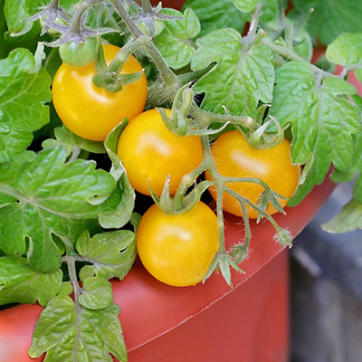 tomaat-cherry-pottomaat (Solanum-lycopersicum-Primagold®)