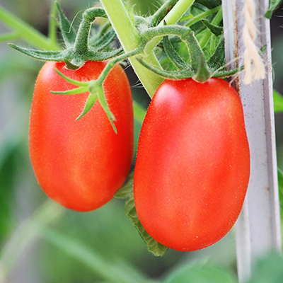 tomaat-pruim - romatomaat (Solanum-lycopersicum-Patia<sup>®</sup>-Red-F1-(Colibri)