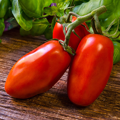 tomaat-san marzano (Solanum-lycopersicum-Tuma<sup>®</sup>-Red-F1-Uriburi)