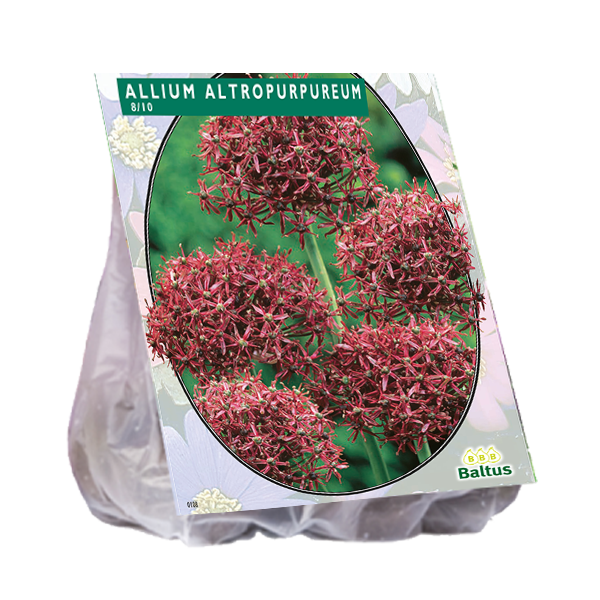 Allium Atropurpureum per 7