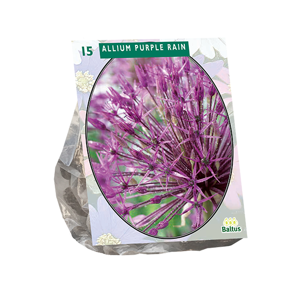 Allium Purple Rain per 15