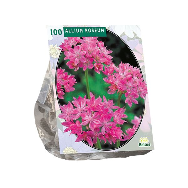Allium Roseum per 100