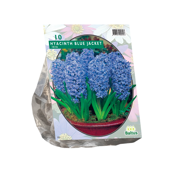 Hyacinth Blue Jacket per 10