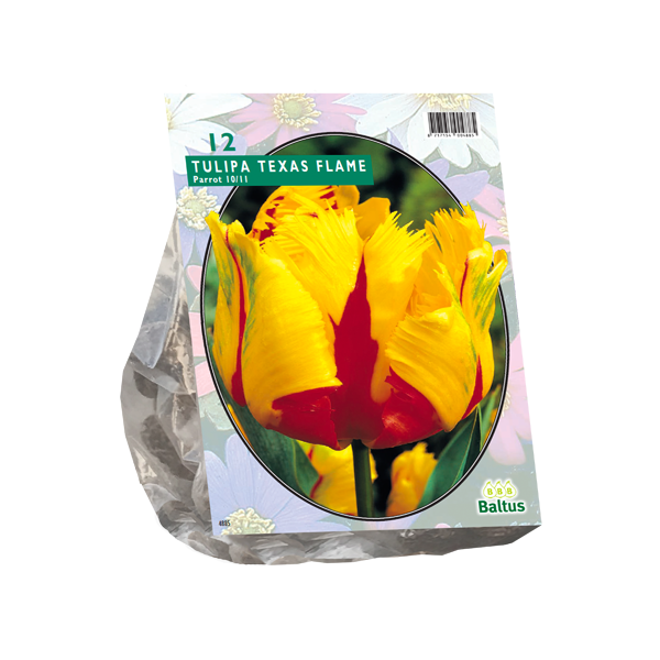 Tulipa Texas Flame, Parkiet per 12