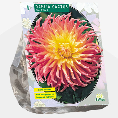 dahlia (Dahlia-Cactus-Star-Elite-per-1)