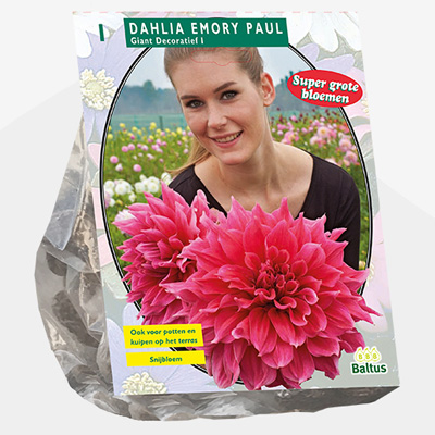 dahlia (Dahlia-Giant-Decoratief-Emory-Paul-SUPER-per-1)