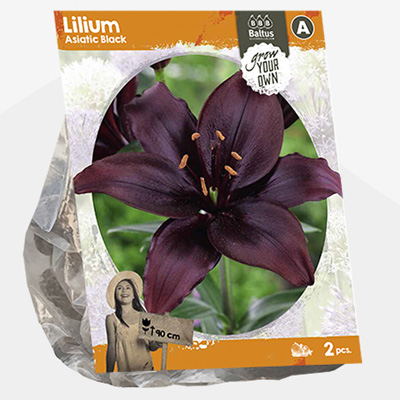 lelie (Lilium-Asiatic-Black-SP-per-2)