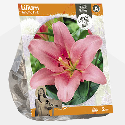 lelie (Lilium-Asiatic-Pink-SP-per-2)