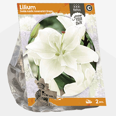 lelie (Lilium-Double-Asiatic-Annemaries-Dream-per-2)