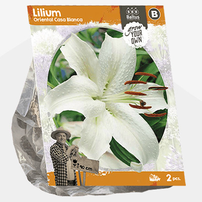 lelie (Lilium-Oriental-Casa-Blanca-SP-per-2)