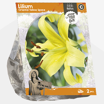 lelie (Lilium-Oriental-Yellow-Space-SP-per-2)