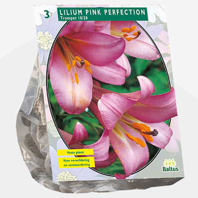 lelie (Lilium-Pink-Perfection-per-3)