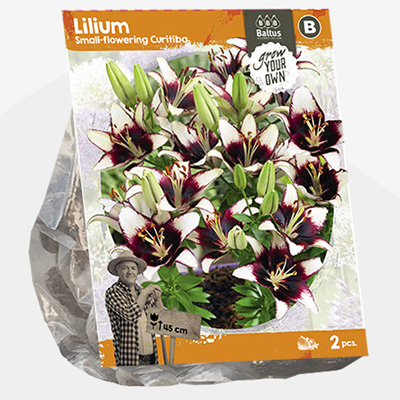 lelie (Lilium-Small-flowering-Curitiba-SP-per-2)
