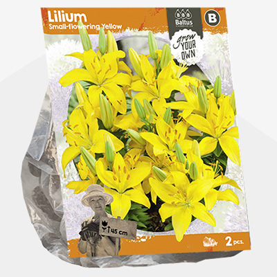 lelie (Lilium-Small-flowering-Yellow-SP-per-2)