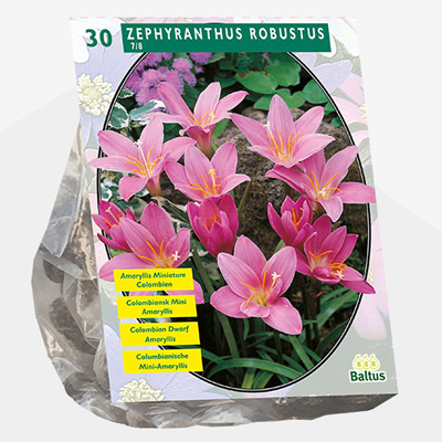 regenlelie (Zephyranthus-Robustus-Habranthus)-per-30)